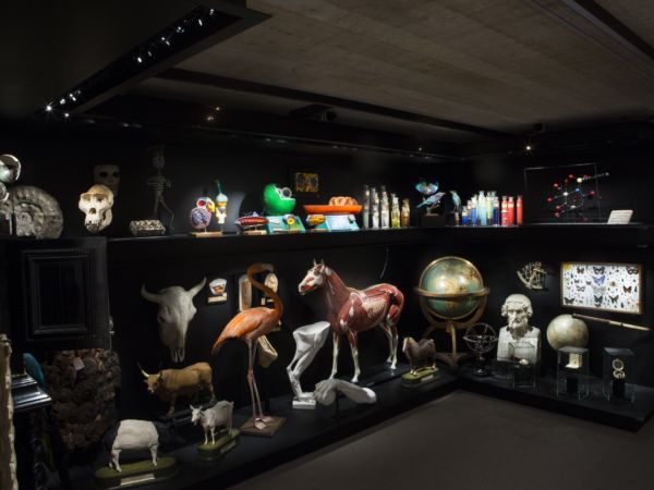 Cabinet de curiosités – Musée L © A_Haulot